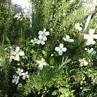 庭/花壇 手作り/緑が好き♡/白い花が好き/芝...などのインテリア実例 - 2019-05-08 07:17:26