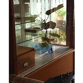 リビング/ガラスパンケース/観葉植物のインテリア実例 - 2013-07-21 10:43:19
