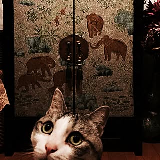 棚/猫/NO CAT,NO LIFE❤️/壁紙リメイク/中国家具...などのインテリア実例 - 2016-07-16 20:04:27