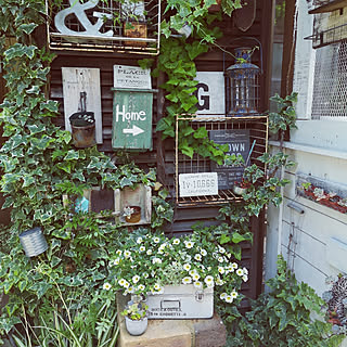 玄関/入り口/観葉植物のある暮らし/植物のある暮らし/いいね！ありがとうございます♪/100円ショップ...などのインテリア実例 - 2021-05-29 11:21:53