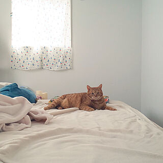ベッド周り/猫/ねこのいる風景/茶とら/猫と暮らす...などのインテリア実例 - 2020-08-10 10:00:30