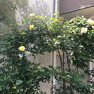 薔薇の庭をめざして/玄関/入り口のインテリア実例 - 2019-05-04 20:05:29