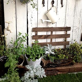 玄関/入り口/花/植物/DIY/ガラクタガーデンのインテリア実例 - 2013-10-23 07:56:36