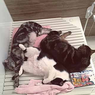 バス/トイレ/猫/ねこ/ねこ部/猫と暮らす...などのインテリア実例 - 2017-01-05 00:41:13