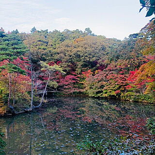 森林植物園/紅葉/文化の日/癒し♡/秋ですね...などのインテリア実例 - 2022-11-04 20:12:28