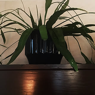 多肉植物/珍しい植物/エピフィルムアケルマニー/サボテンの一種/グリーンのある暮らし...などのインテリア実例 - 2020-05-29 07:41:07