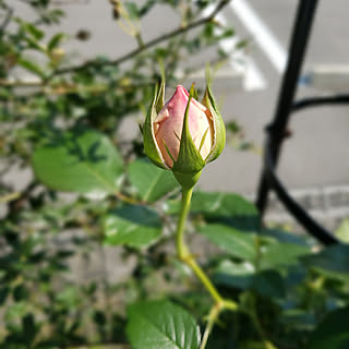 部屋全体/こどものいる暮らし/植物のある暮らし/にわのある暮らし/こどもと暮らす。...などのインテリア実例 - 2022-05-03 14:50:24