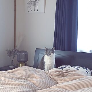 ベッド周り/猫と暮らす家/ねこと暮らす/シモンズのベッドのインテリア実例 - 2023-03-30 08:18:29
