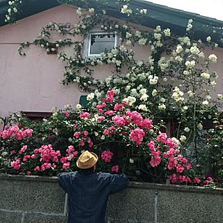 日常/白い魔法/植物のある暮らし/バラキチ/バラ好きにも程がある...などのインテリア実例 - 2017-06-06 12:28:59