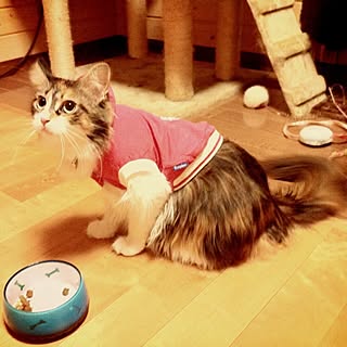 部屋全体/Wood Artist Hiko/猫/ねこ/ねこ♡...などのインテリア実例 - 2013-12-25 17:44:33