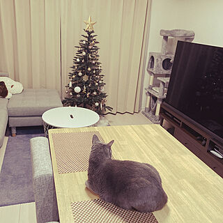 スヌーピー/ねこと暮らす/猫のいる暮らし/IKEA/ニトリ...などのインテリア実例 - 2021-12-17 21:07:19
