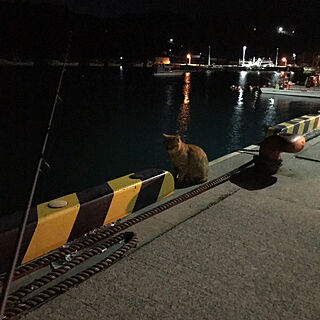 ネコ/夜釣りのインテリア実例 - 2023-11-09 01:57:07