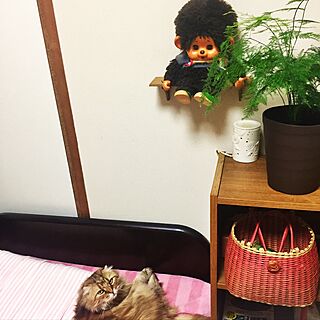 ベッド周り/RoomClip5周年/ネコと暮らす/観葉植物/植物と暮らすのインテリア実例 - 2017-05-03 12:50:15