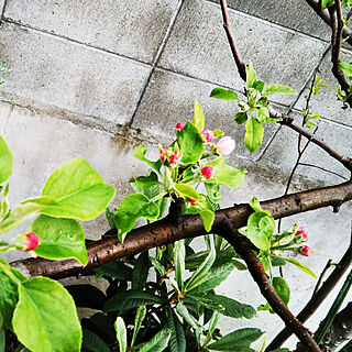 玄関/入り口/庭/りんごの木のインテリア実例 - 2018-04-07 17:05:40