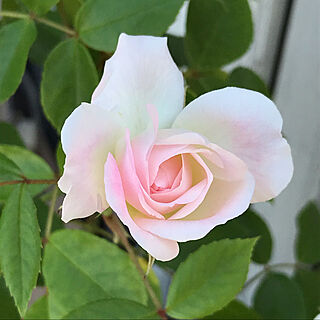 アイスバーグ♡/バラ/お花に癒されます♡/お花のある暮らし/RCの出会いに感謝しています♡...などのインテリア実例 - 2020-05-14 09:19:18