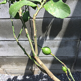 玄関/入り口/檸檬の木のインテリア実例 - 2018-06-24 15:42:02