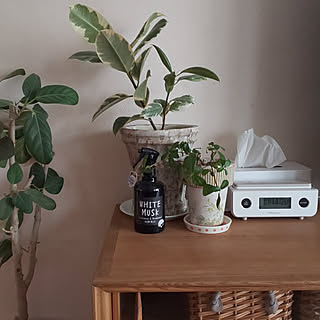 観葉植物 テレビボード上のおしゃれなアレンジ 飾り方のインテリア実例 Roomclip ルームクリップ