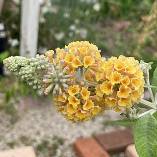 キッチン/花のある暮らし/初夏/植物のある暮らし/庭仕事が好き...などのインテリア実例 - 2021-07-17 11:12:55