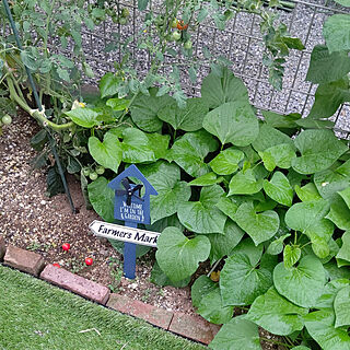 家庭菜園/おうち時間/植物のある暮らし/野菜作り/ガーデン雑貨のインテリア実例 - 2021-08-20 14:26:16