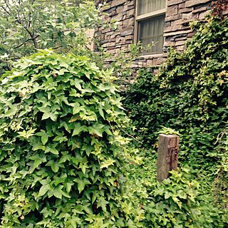 玄関/入り口/シングルハング窓/りんごの木/植栽/Eldorado Stone...などのインテリア実例 - 2016-06-30 20:38:26