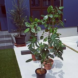 玄関/入り口/ボタニカル/植物のある暮らし/NO GREEN NO LIFE/オーガニック...などのインテリア実例 - 2017-05-07 09:31:40