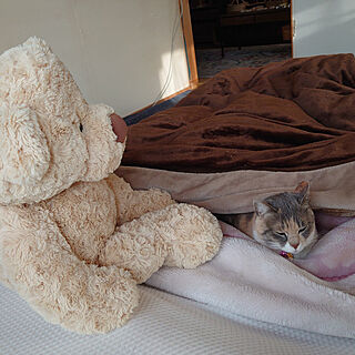 ベッド周り/保護猫/暮らしを楽しむ/和室/三毛猫...などのインテリア実例 - 2023-01-20 09:24:05