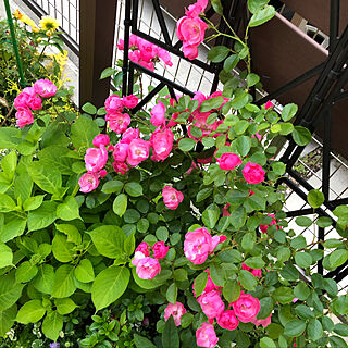 アジサイ/ガーデン/癒し/花のある暮らし/小さなお庭♡...などのインテリア実例 - 2019-05-18 00:32:26