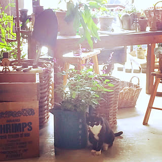 庭 野良猫のおしゃれなインテリアコーディネート レイアウトの実例 Roomclip ルームクリップ