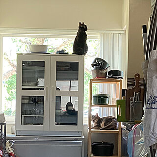 猫と暮らす。/キッチンのインテリア実例 - 2021-05-08 14:41:00