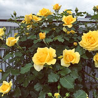 玄関/入り口/トタン塀/つるバラ/薔薇/ガーデン...などのインテリア実例 - 2016-05-11 10:22:17