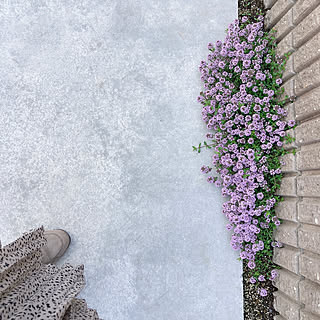 グランドカバー クリーピングタイムの花のインテリア実例 Roomclip ルームクリップ