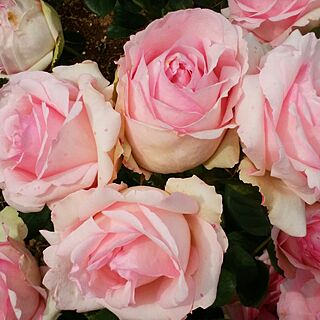 玄関/入り口/お花大好き♡/薔薇のある庭のインテリア実例 - 2017-05-28 21:22:40