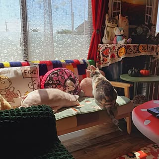 部屋全体/今日もお疲れ様でした✨/カラフルインテリア/犬と猫と暮らす/シニア犬と暮らす...などのインテリア実例 - 2023-09-08 22:05:00