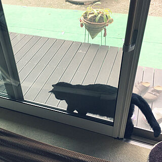 黒猫/猫/縁側ウッドデッキ DIY/玄関/入り口のインテリア実例 - 2019-07-23 18:41:11