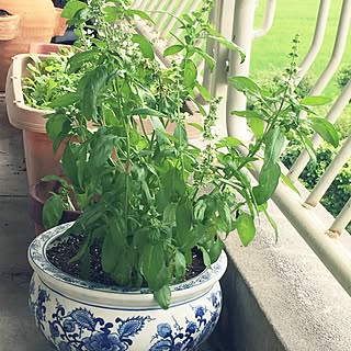 部屋全体/植物のある暮らし/連投失礼します/ベランダ農園/スウィートバジル...などのインテリア実例 - 2016-06-23 12:07:31