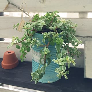 ベランダガーデン　/植物/DIY/癒しの時間/玄関/入り口のインテリア実例 - 2015-05-16 08:23:13