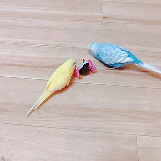 新入りちゃん/鳥さん/ジャンボセキセイインコ/セキセイインコ/可愛いのインテリア実例 - 2022-04-24 21:20:03