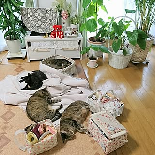 リビング/ホワイトインテリア/ねこと暮らす。/ねこ部/いいねと、フォローの押し逃げすみません！...などのインテリア実例 - 2016-11-07 09:03:32