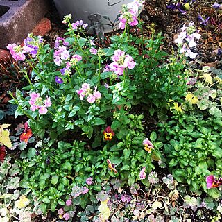 玄関/入り口/庭/私の癒し/植物のある暮らし/花が好き...などのインテリア実例 - 2017-01-31 09:59:40