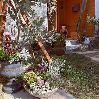 春の寄せ植え/植物大好き/中庭のある家/オージープランツ/庭木の緑が好き...などのインテリア実例 - 2021-03-03 20:22:33