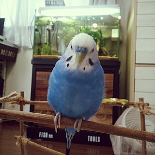 部屋全体/フェイクグリーン/インコ/インコと暮らす家/セキセイインコ...などのインテリア実例 - 2017-07-04 08:52:43