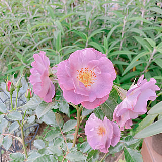 いつもありがとうございます/花のある暮らし/庭/小さい庭/バラ...などのインテリア実例 - 2021-05-26 17:01:48