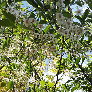 こんにちは♪/花が好き/春の庭/ガーデニング/いつもいいねありがとうございます...などのインテリア実例 - 2018-05-04 14:23:35