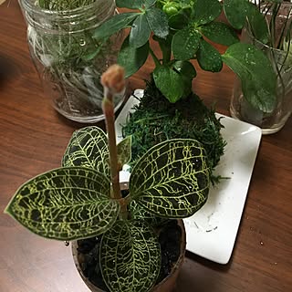 リビング/観葉植物/グリーン増加計画/エアプランツ/ジュエルオーキド...などのインテリア実例 - 2016-11-11 08:38:18