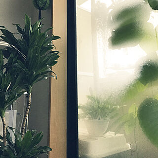 玄関/入り口/結露/窓/観葉植物/植物...などのインテリア実例 - 2017-08-31 06:30:18