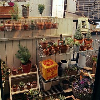 玄関/入り口/植物/多肉植物/リビングの小さなベランダガーデン/DIY...などのインテリア実例 - 2014-12-22 09:00:05