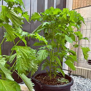 しそ栽培のインテリア実例 Roomclip ルームクリップ