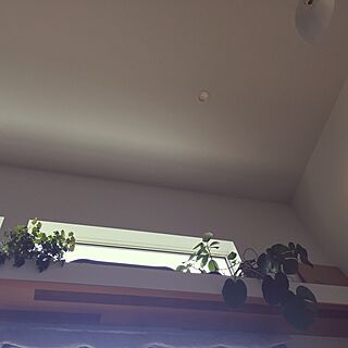 壁/天井/観葉植物/多肉植物/セルジュムーユのインテリア実例 - 2016-04-12 12:47:15