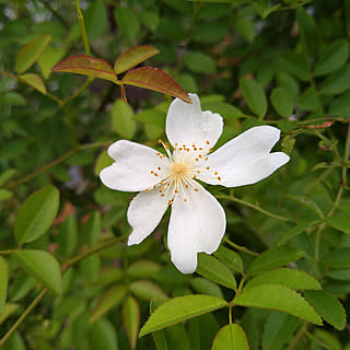 植物のある暮らし/手作りの庭/庭のある暮らし/花のある暮らし/ﾓｯｺｳﾊﾞﾗ白一重...などのインテリア実例 - 2021-04-24 19:46:37