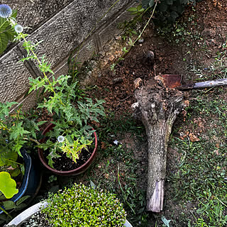 ベッド周り/逞しい植物しか生き残れない/セダムも焦げる西側の庭/西日との戦い/ここをセダム地植え花壇にしたい...などのインテリア実例 - 2023-07-23 09:33:00